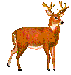 deerani.gif (3864 bytes)
